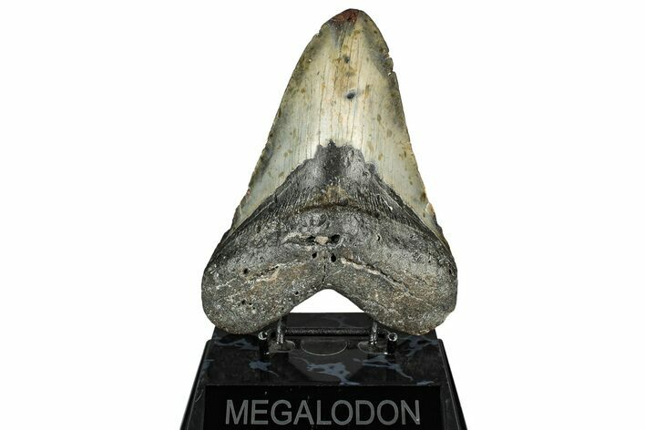 Fossil Megalodon Tooth - North Carolina #351726